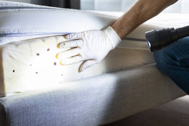 Reliable Little River, SC Pest Control Solutions